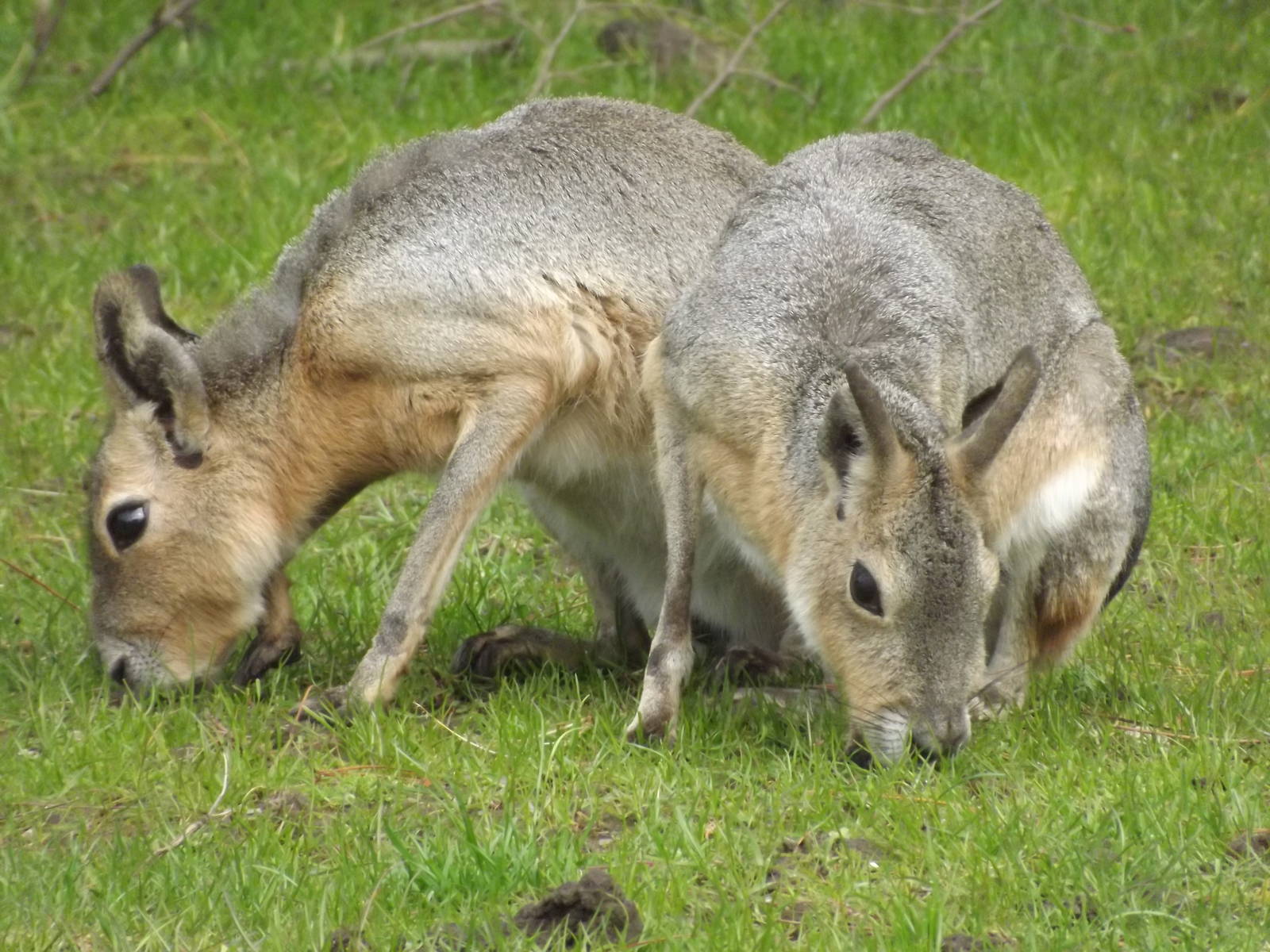 Patagonian Mara at Blackpool Zoo 19/05/12