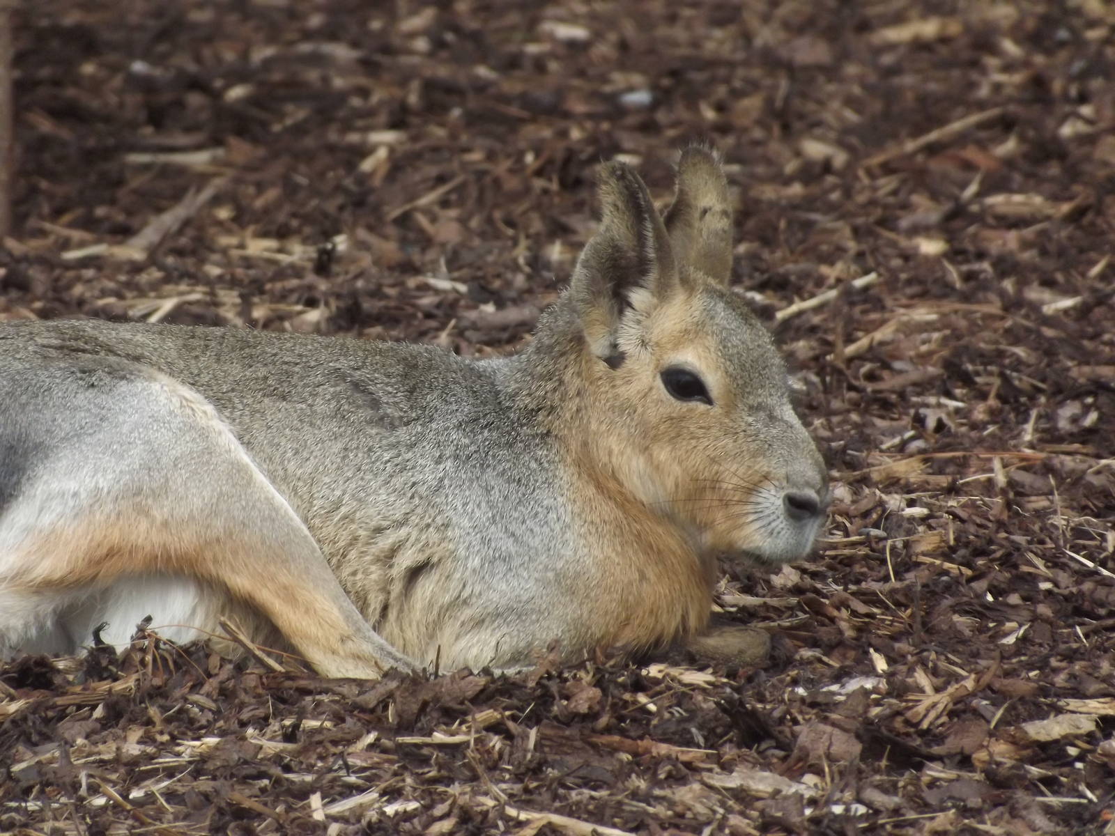 Patagonian Mara at Blackpool Zoo 21/04/12