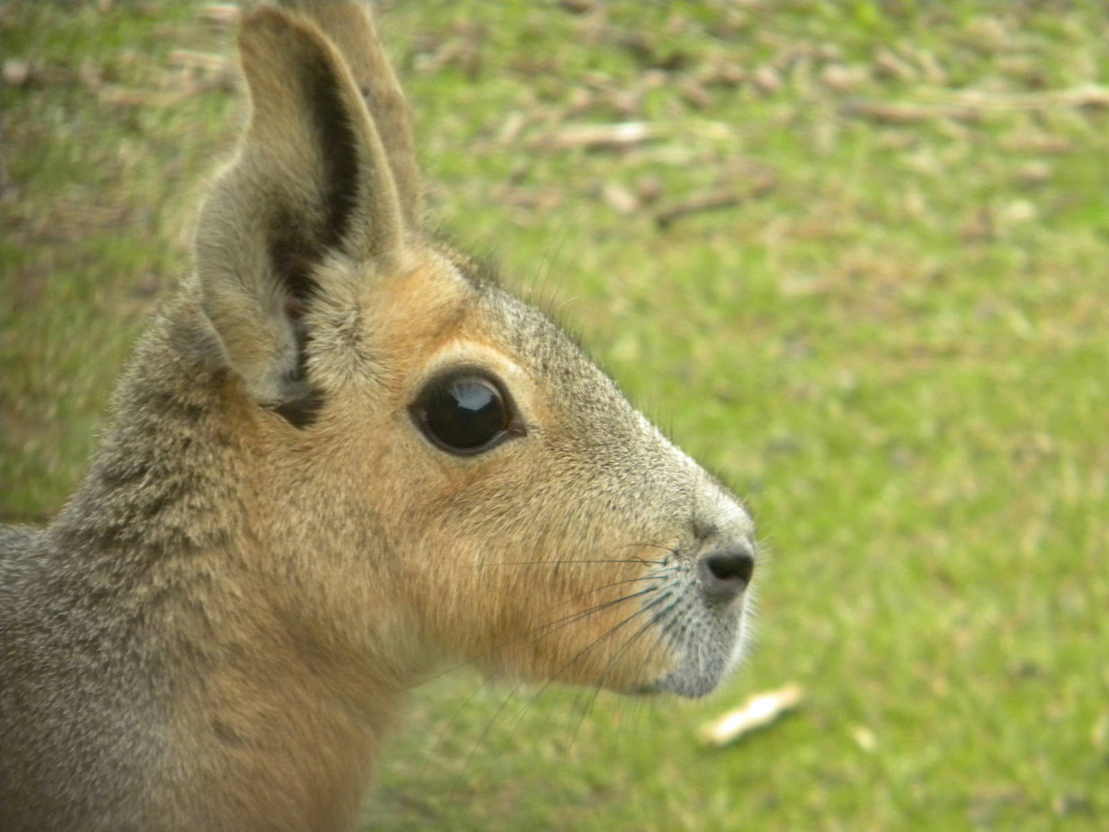Patagonian Mara at Blackpool Zoo 25/06/11
