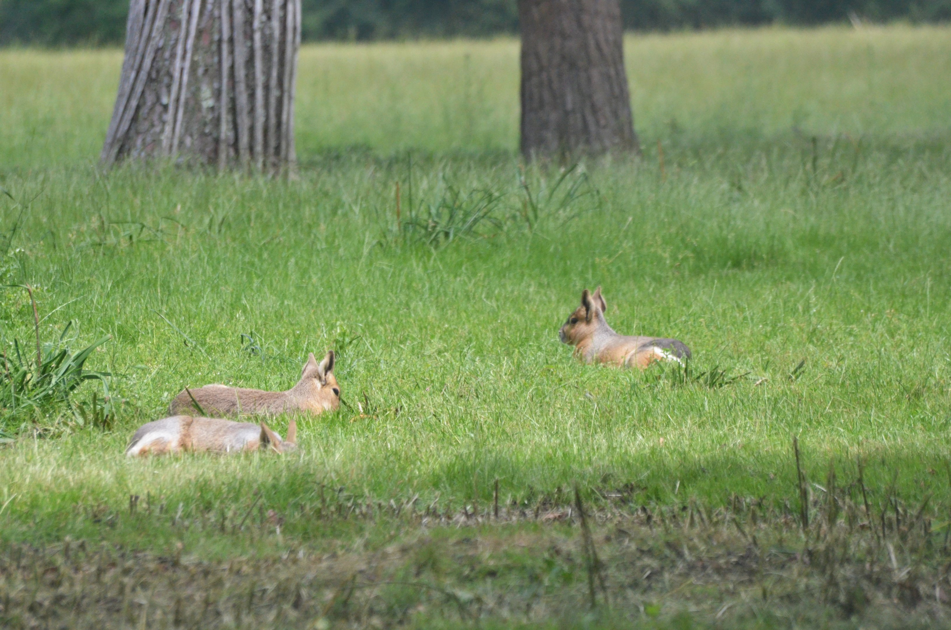 Patagonian Mara at Haute-Touche, 14/06/18