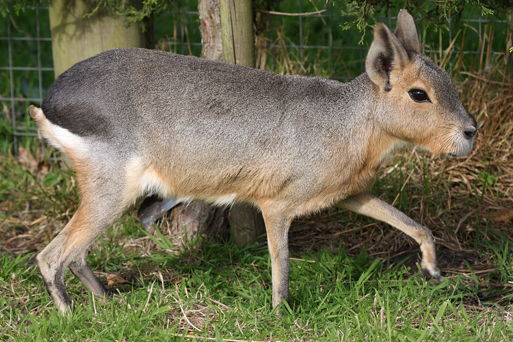 Patagonian Mara at Peak Wildlife Park 5/9/15