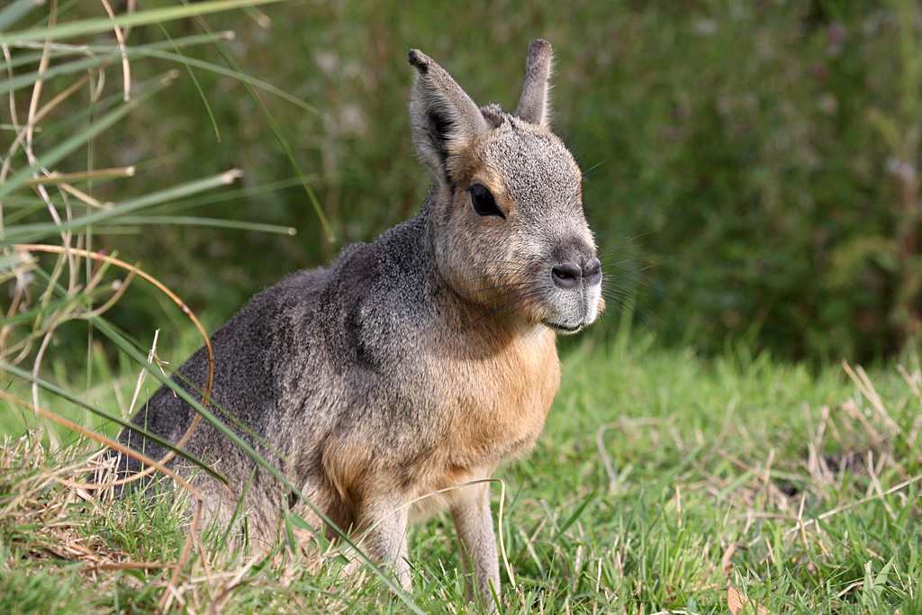 Patagonian Mara at Peak Wildlife Park 5/9/15
