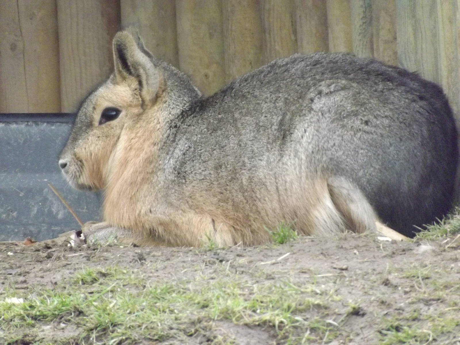 Patagonian Mara at Yorkshire Wildlife Park 18/02/12