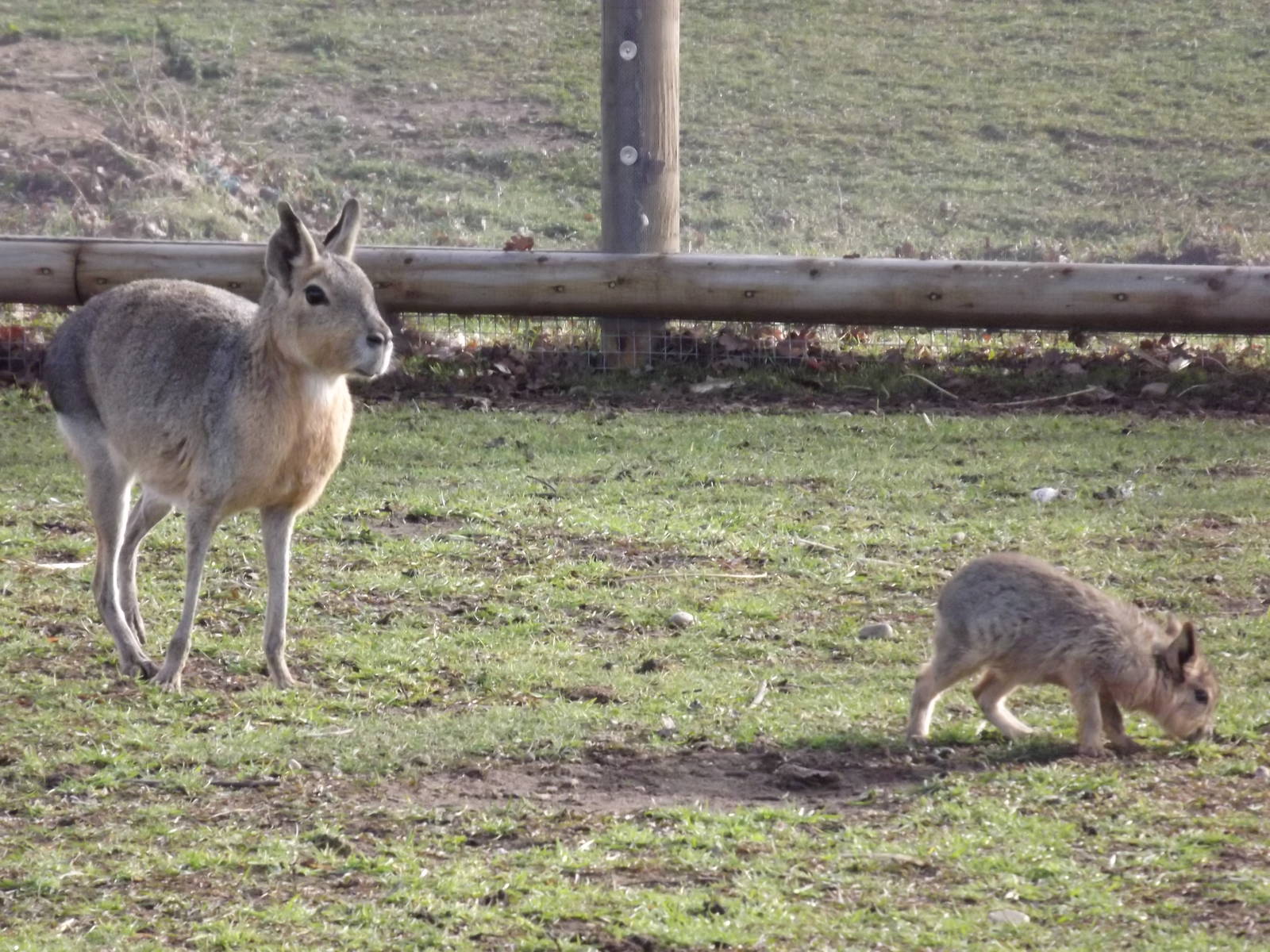 Patagonian Mara at Yorkshire Wildlife Park 18/02/12