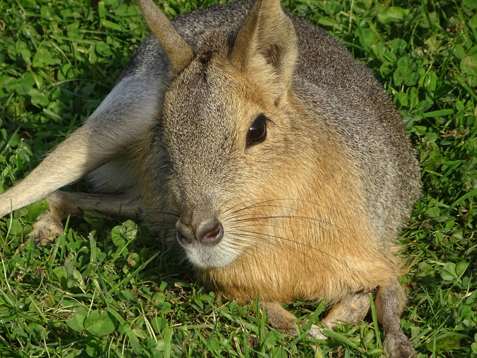 Patagonian Mara at Yorkshire Wildlife Park
