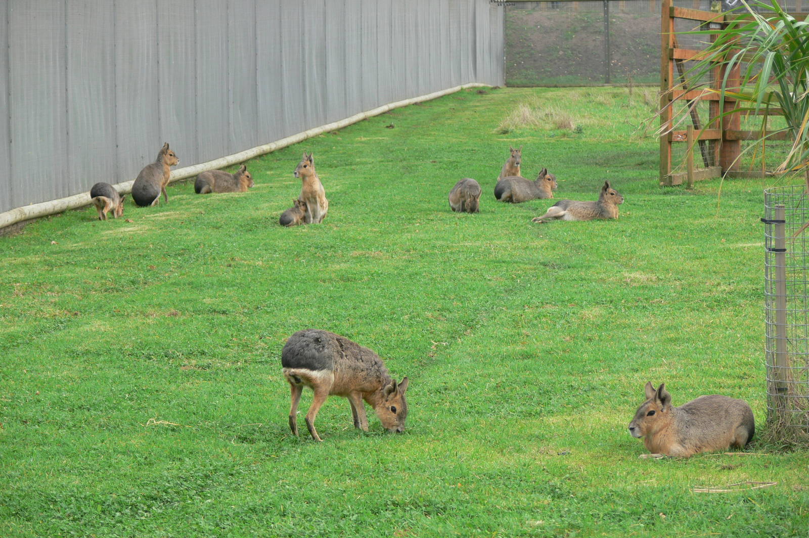 Patagonian Mara at Yorkshire WP, 28/10/14