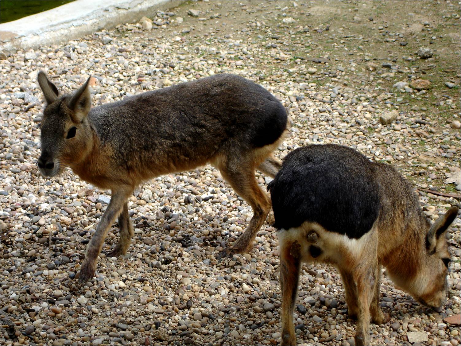 Patagonian Mara at Zoo Santo Inacio, 20/04/11