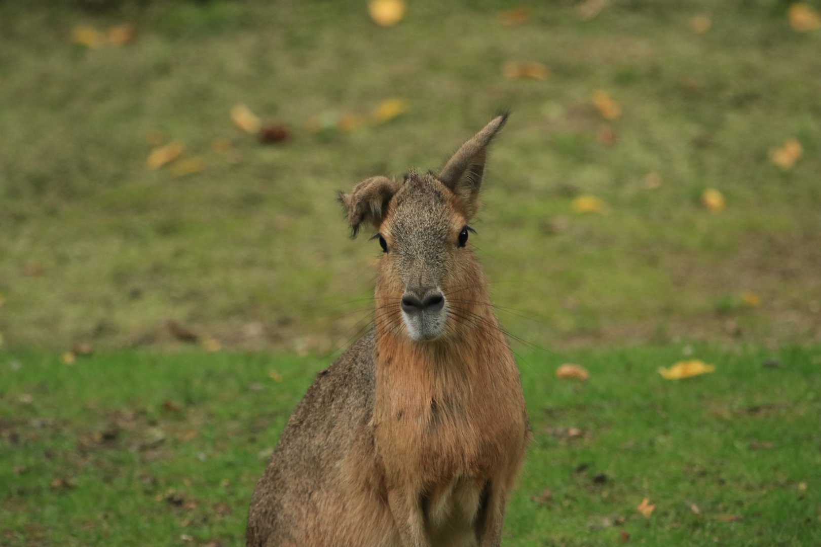 Patagonian mara (August 2019)