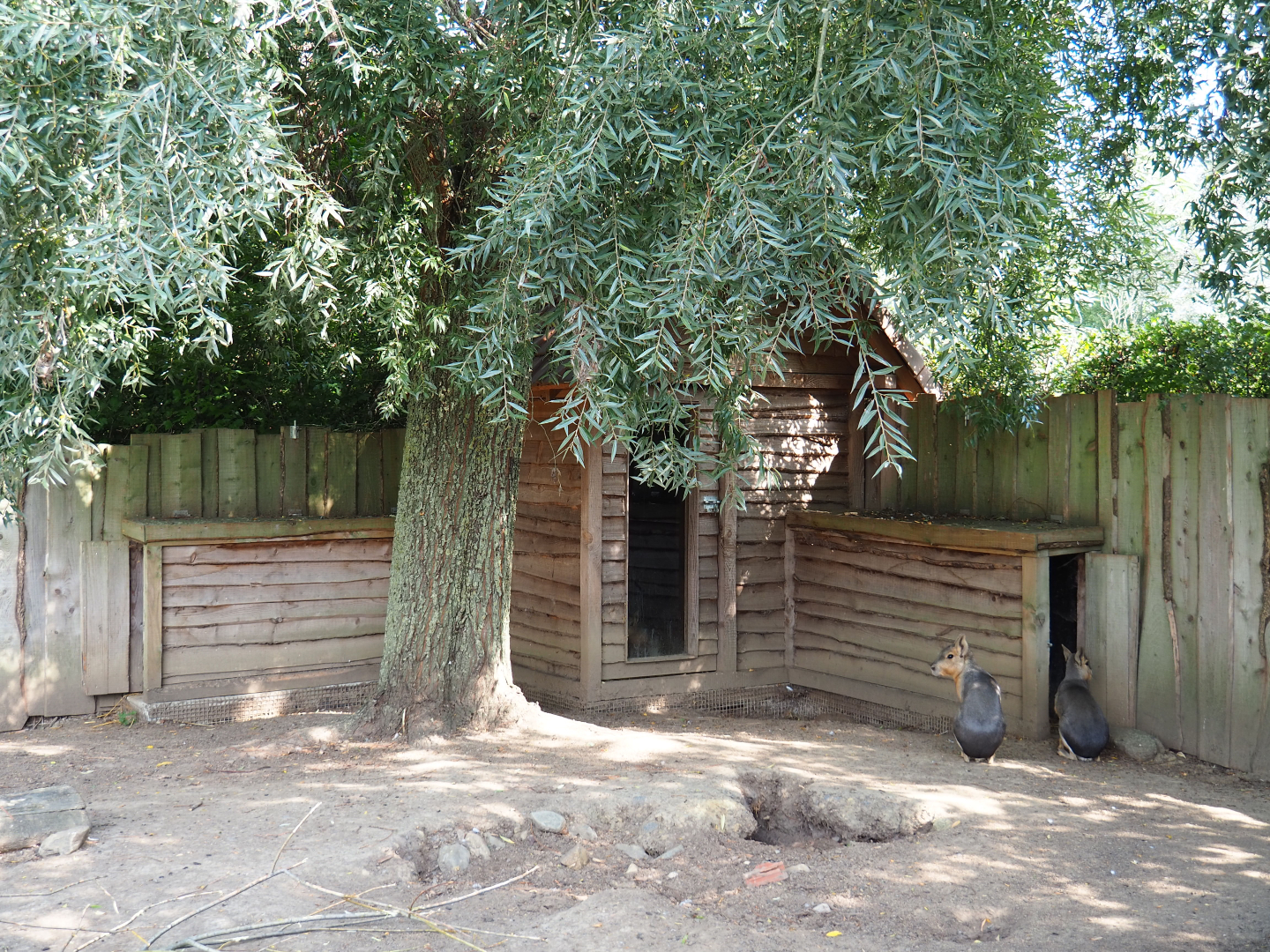 Patagonian mara barn, 2020-09-12