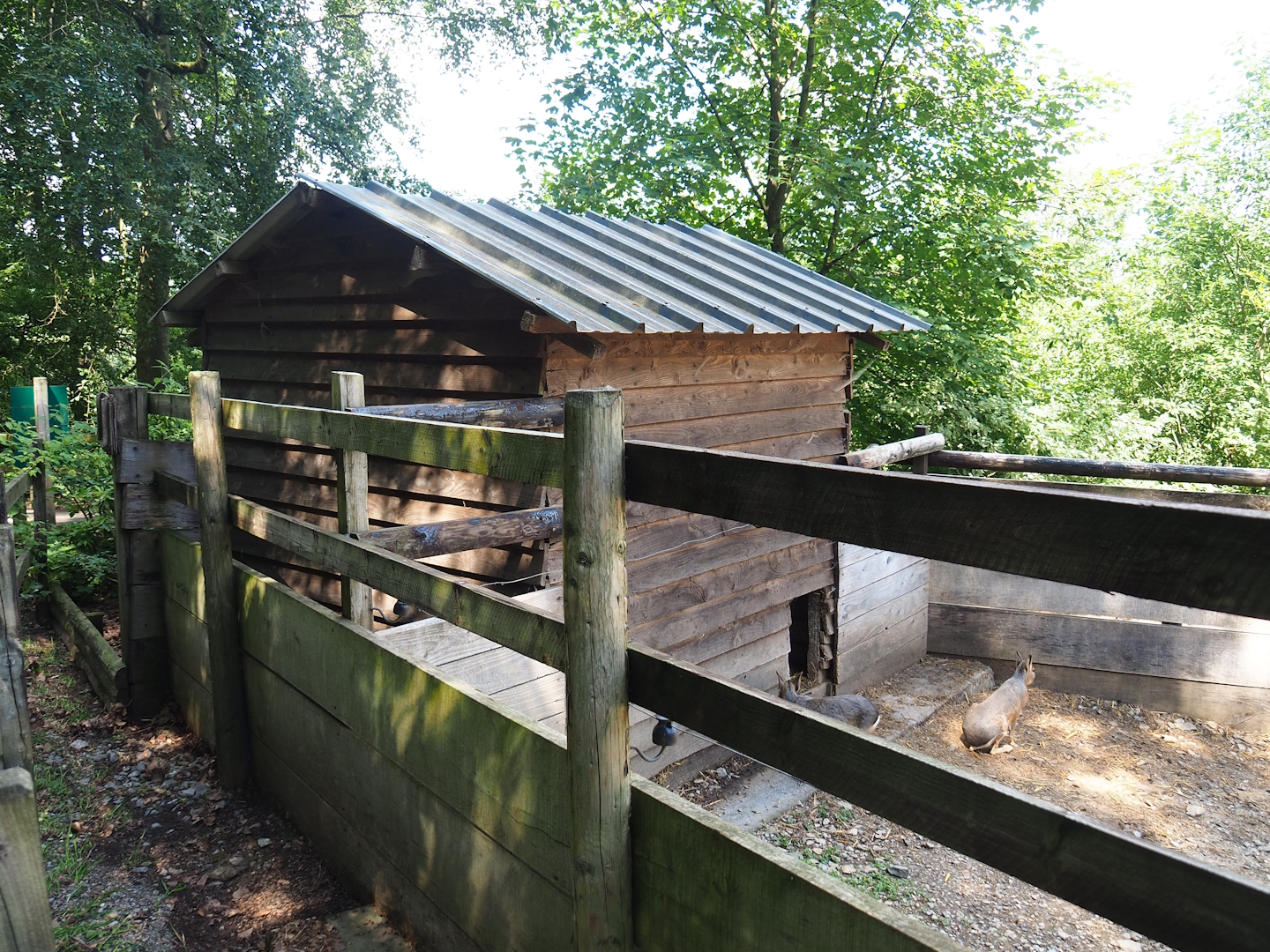 Patagonian mara barn, 2023-06-24
