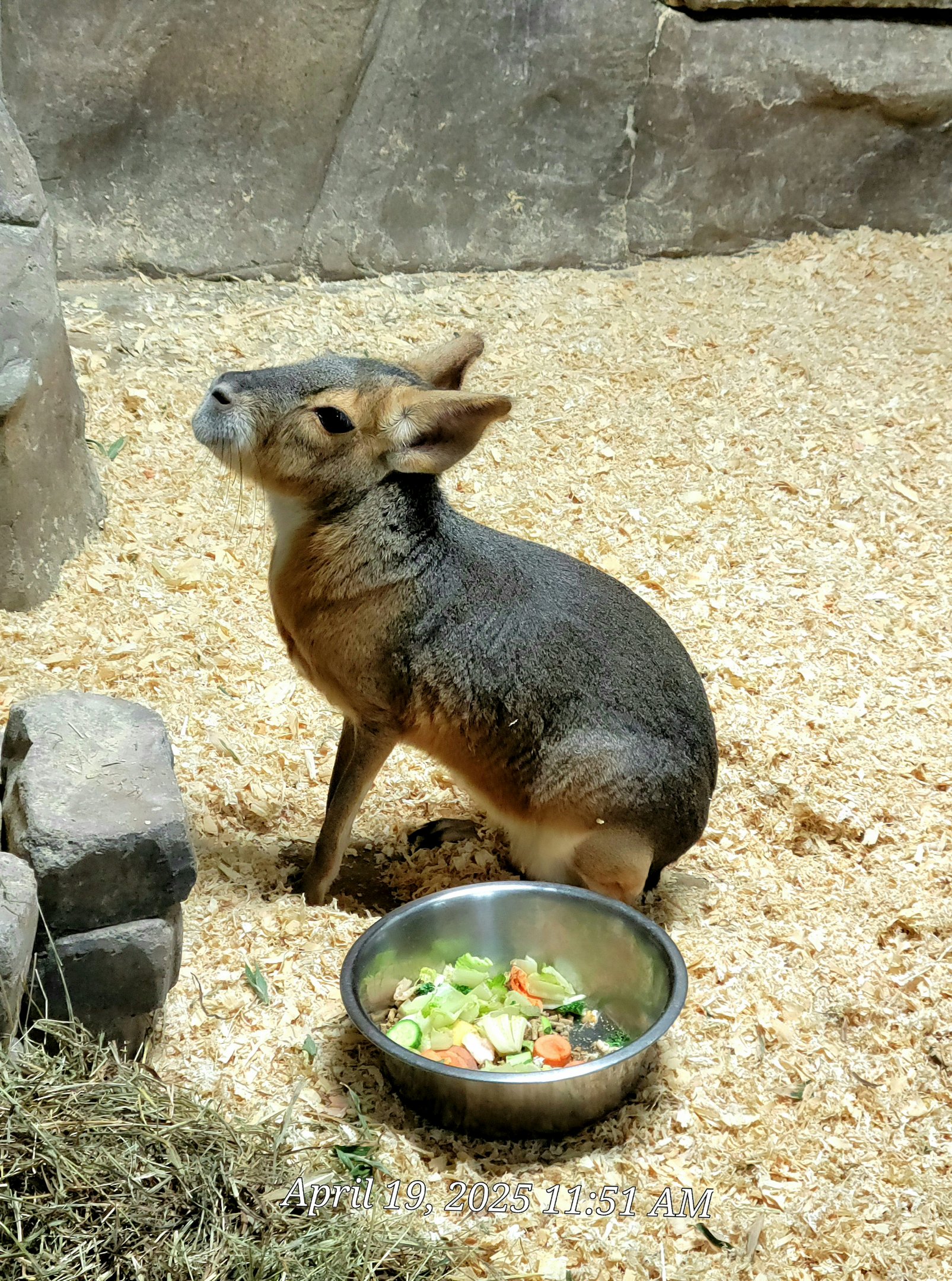 Patagonian Mara-Bright's Zoo