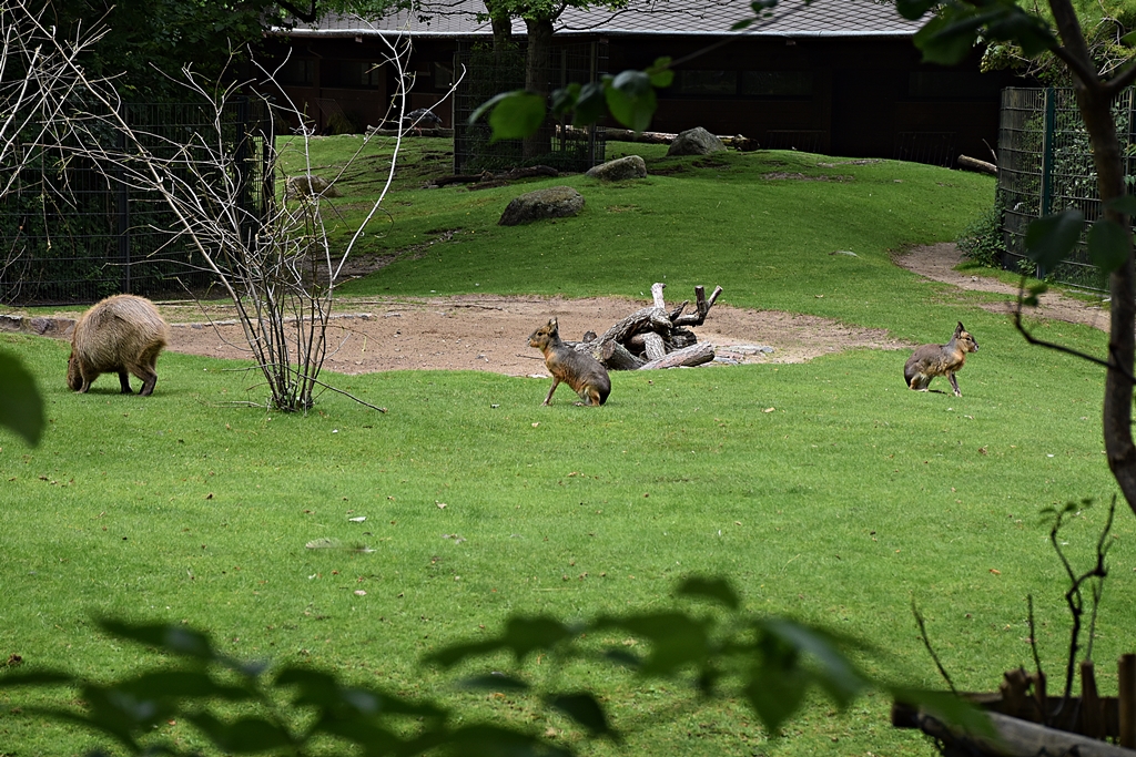 Patagonian mara & Capybara