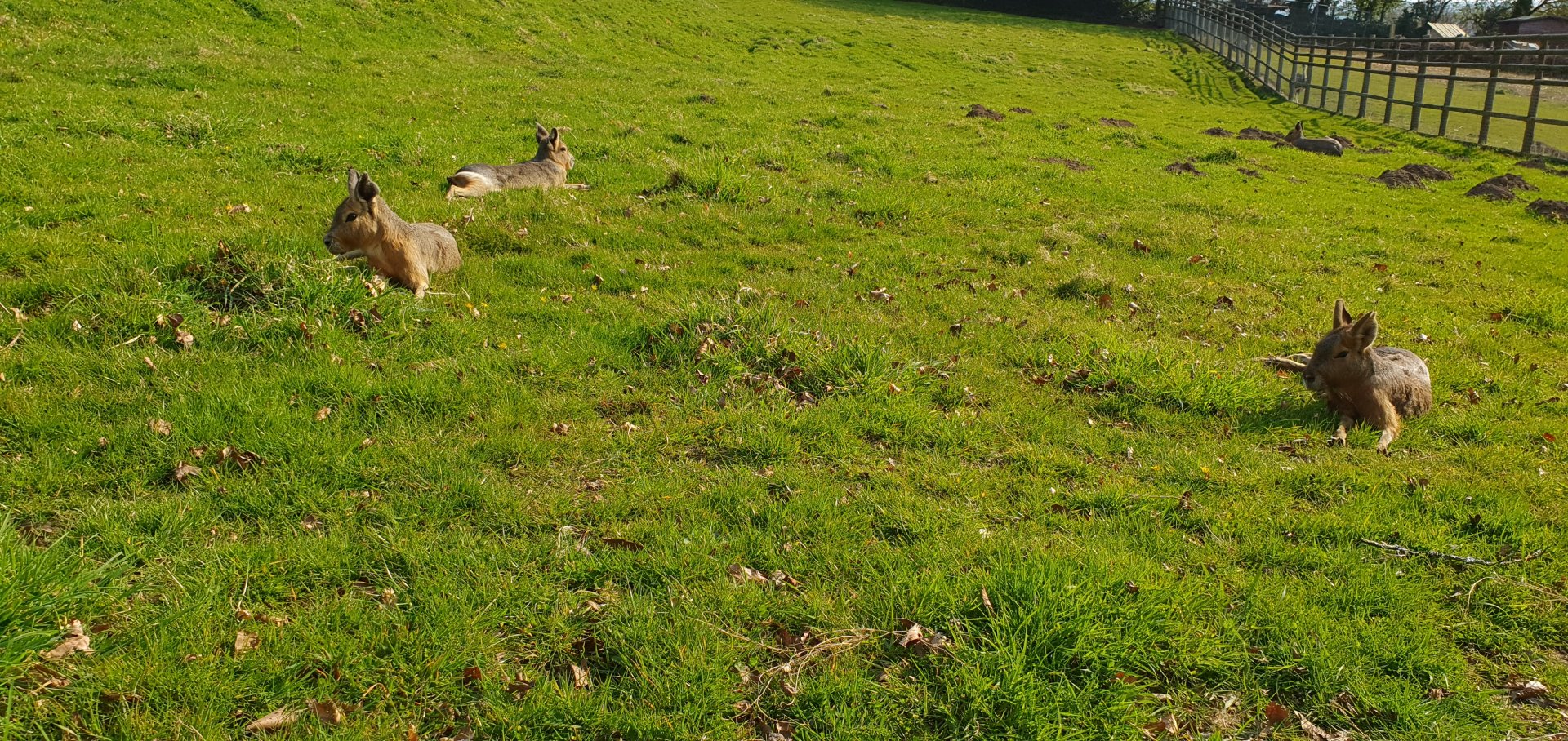 Patagonian mara chilling in the sun