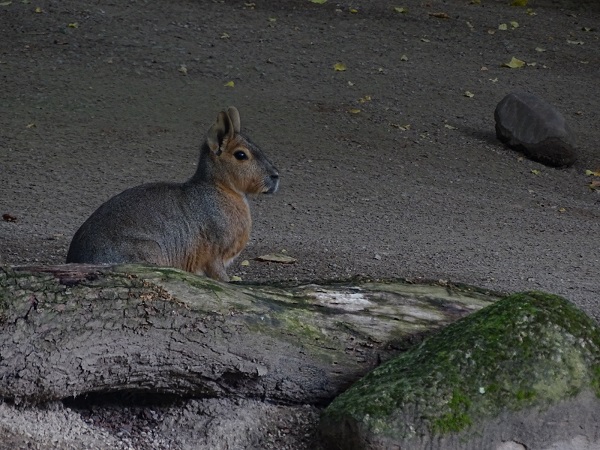 Patagonian mara (Dolichotis patagonum) (07/22)