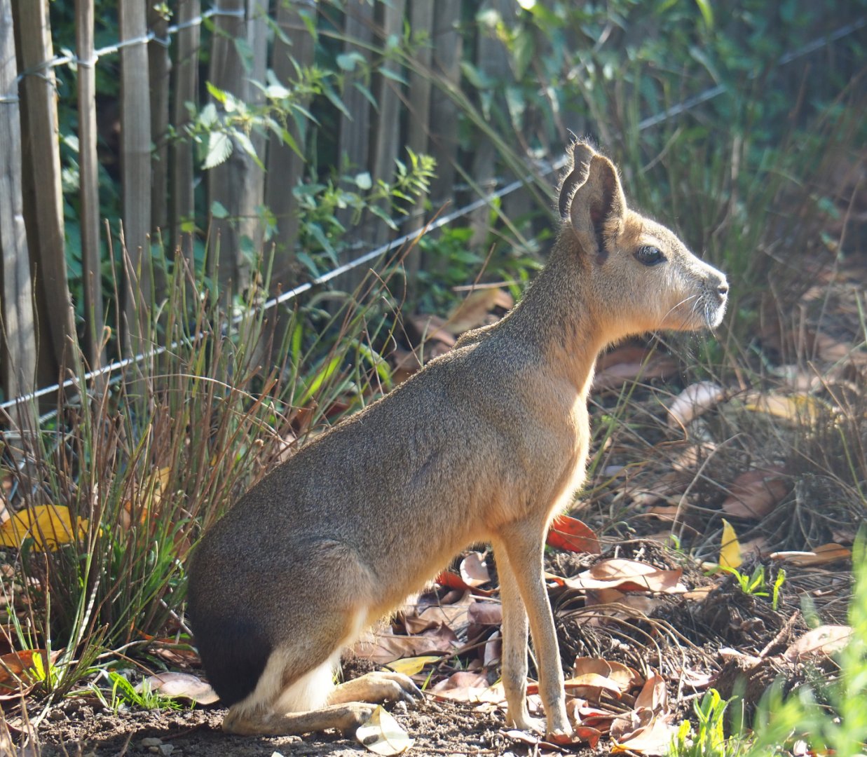 Patagonian mara (Dolichotis patagonum), 2019-06-01