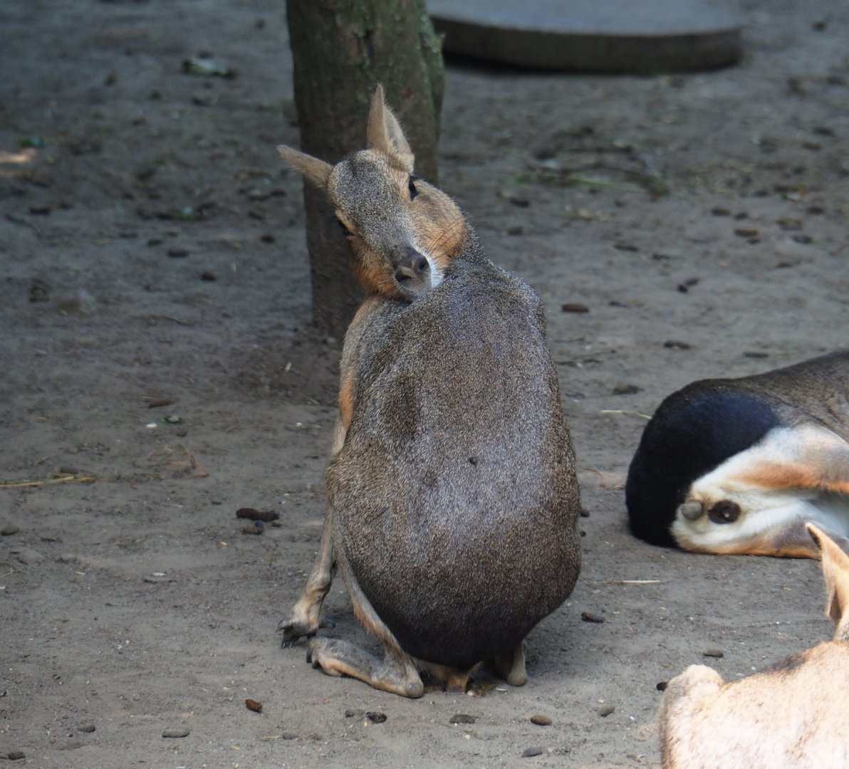 Patagonian mara (Dolichotis patagonum), 2019-06-26