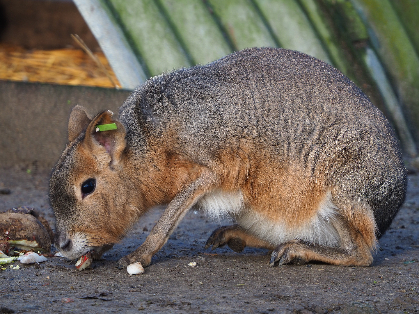 Patagonian mara (Dolichotis patagonum), 2019-12-28