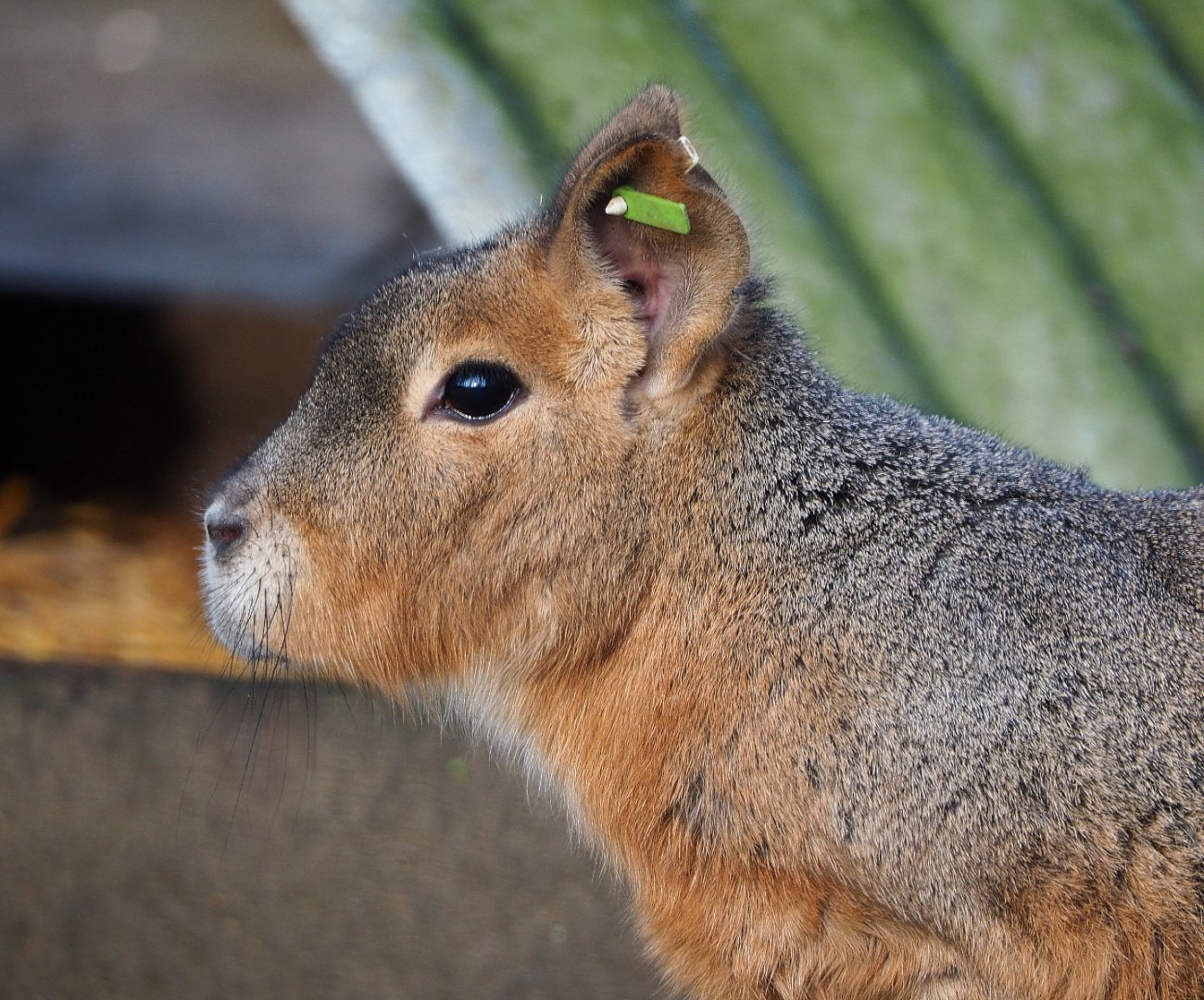 Patagonian mara (Dolichotis patagonum), 2019-12-28