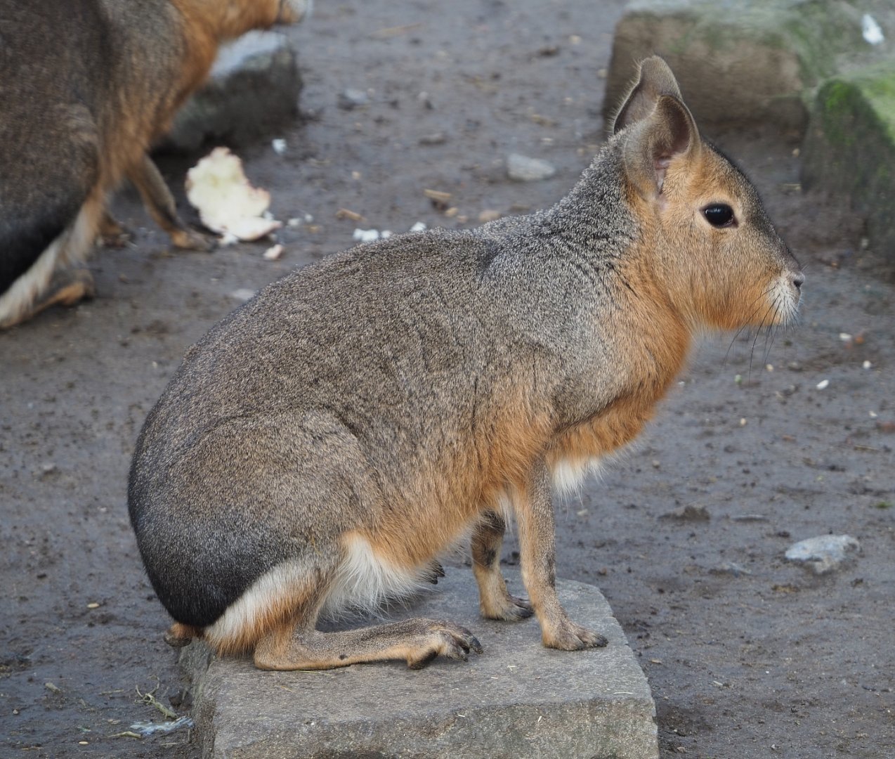 Patagonian mara (Dolichotis patagonum), 2020-01-11