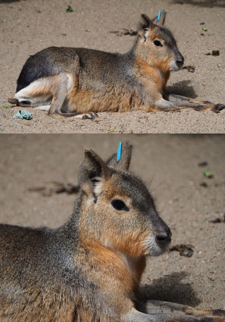 Patagonian mara (Dolichotis patagonum), 2020-05-23