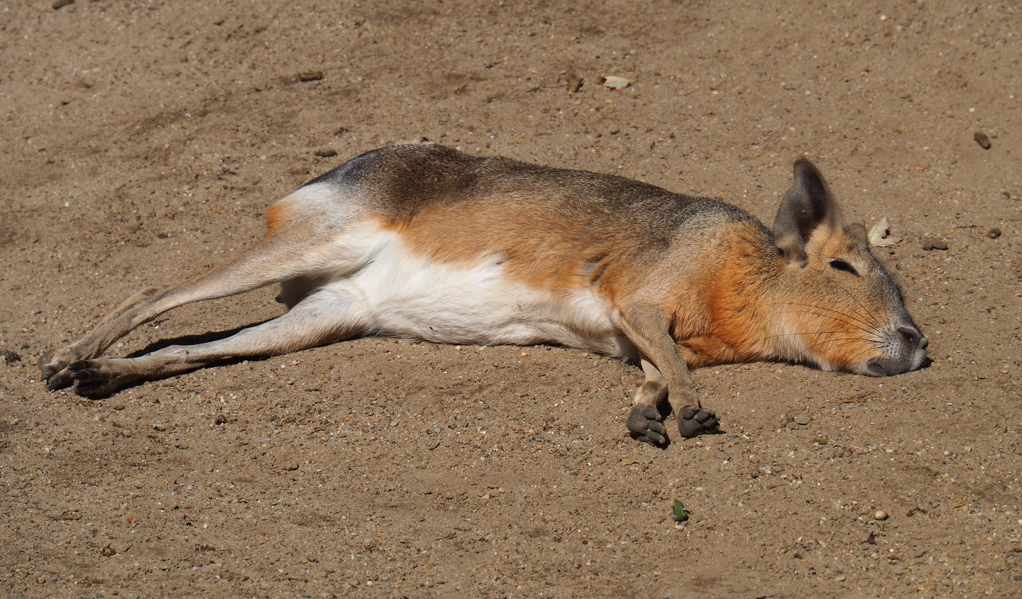 Patagonian mara (Dolichotis patagonum), 2020-06-12