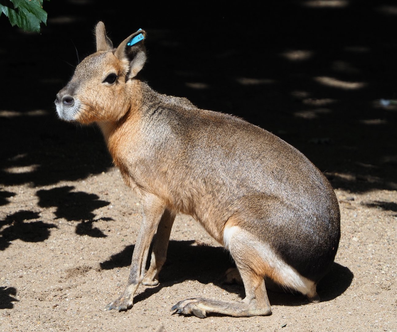 Patagonian mara (Dolichotis patagonum), 2020-06-12