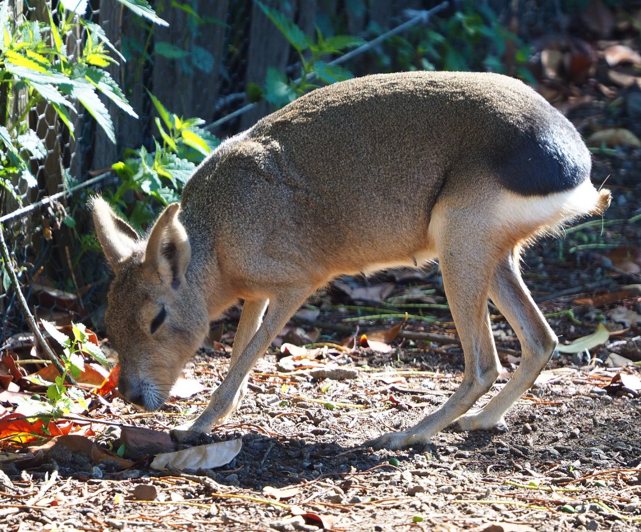 Patagonian mara (Dolichotis patagonum), 2020-06-20