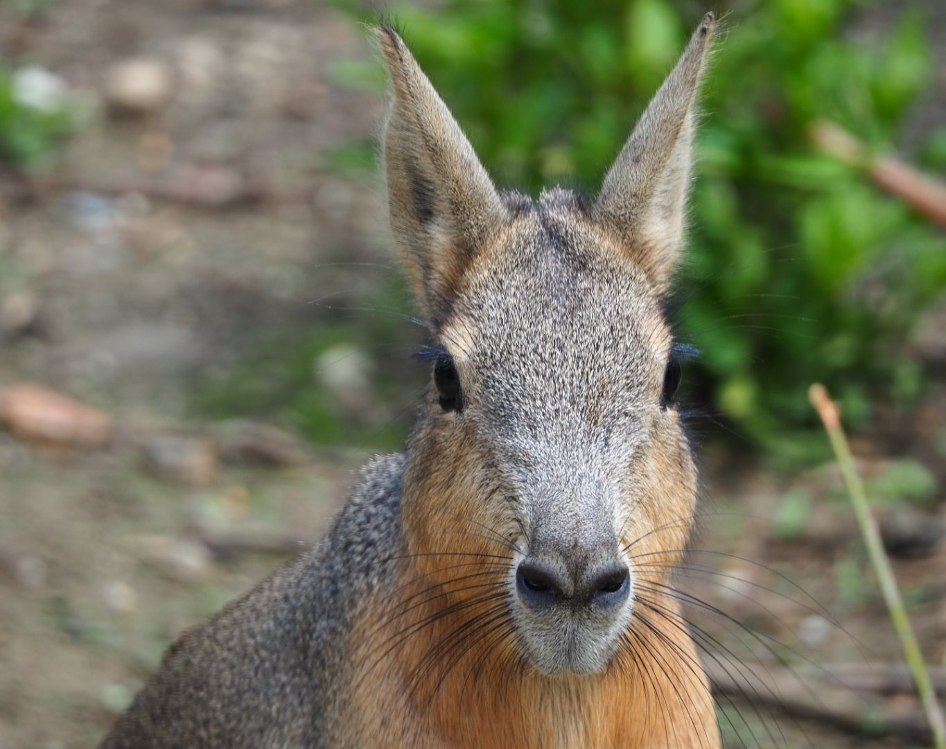 Patagonian mara (Dolichotis patagonum), 2020-06-20