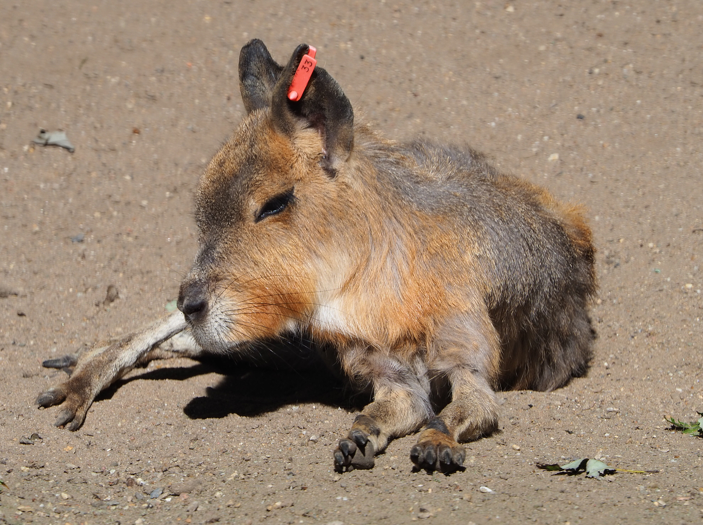 Patagonian mara (Dolichotis patagonum), 2020-07-21