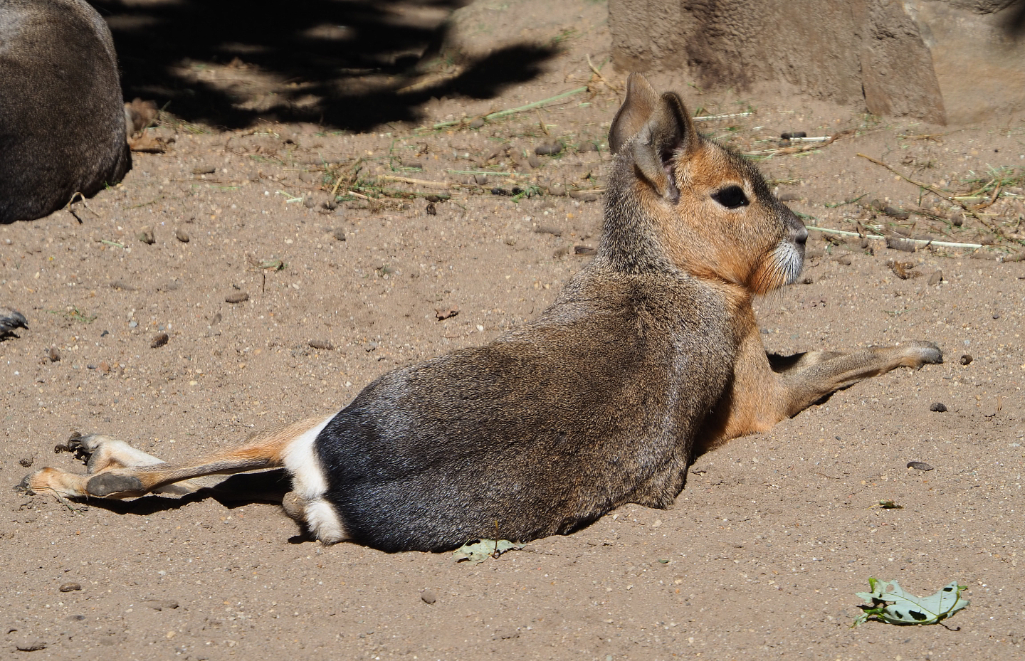 Patagonian mara (Dolichotis patagonum), 2020-07-21