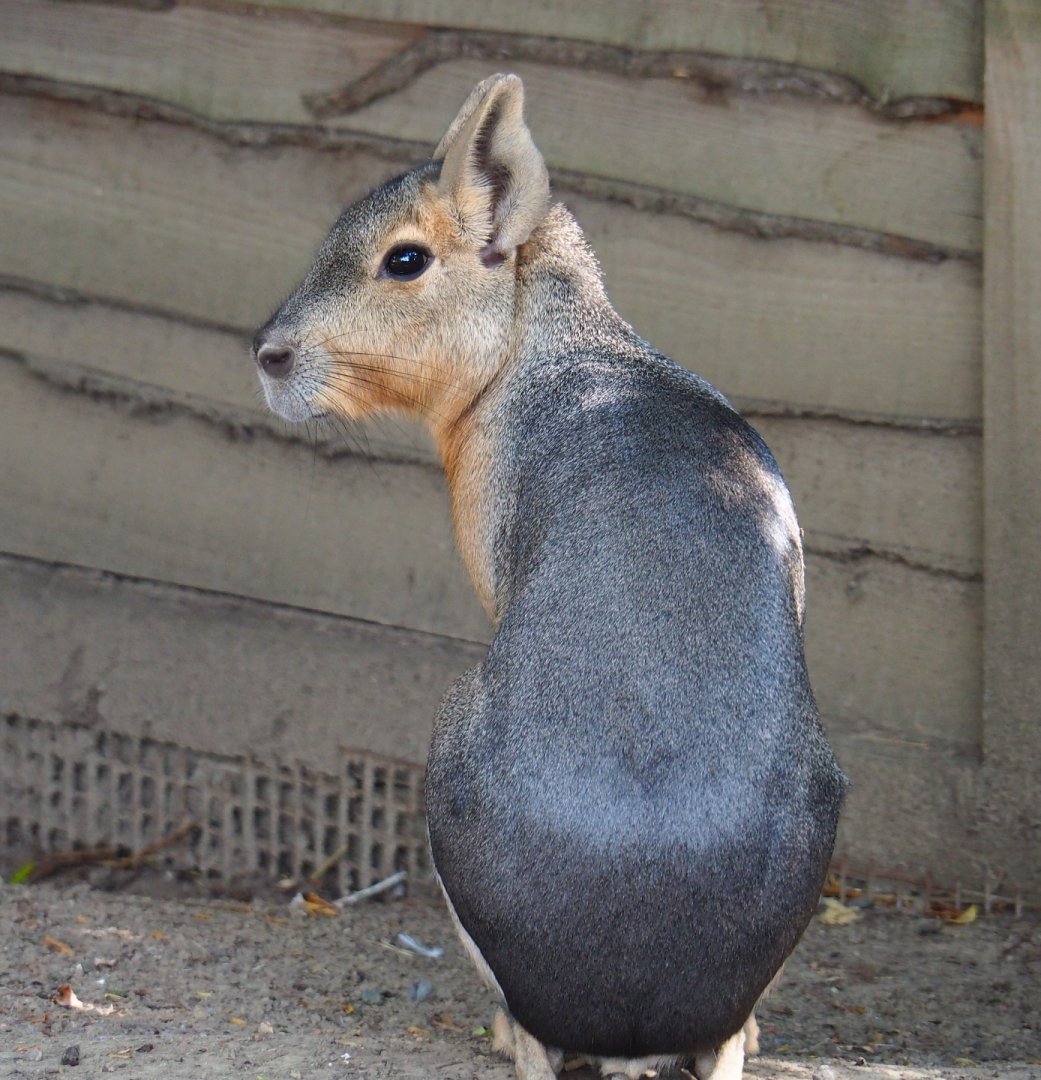 Patagonian mara (Dolichotis patagonum), 2020-09-12