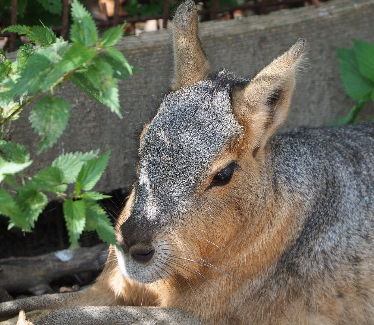 Patagonian mara (Dolichotis patagonum), 2020-09-12