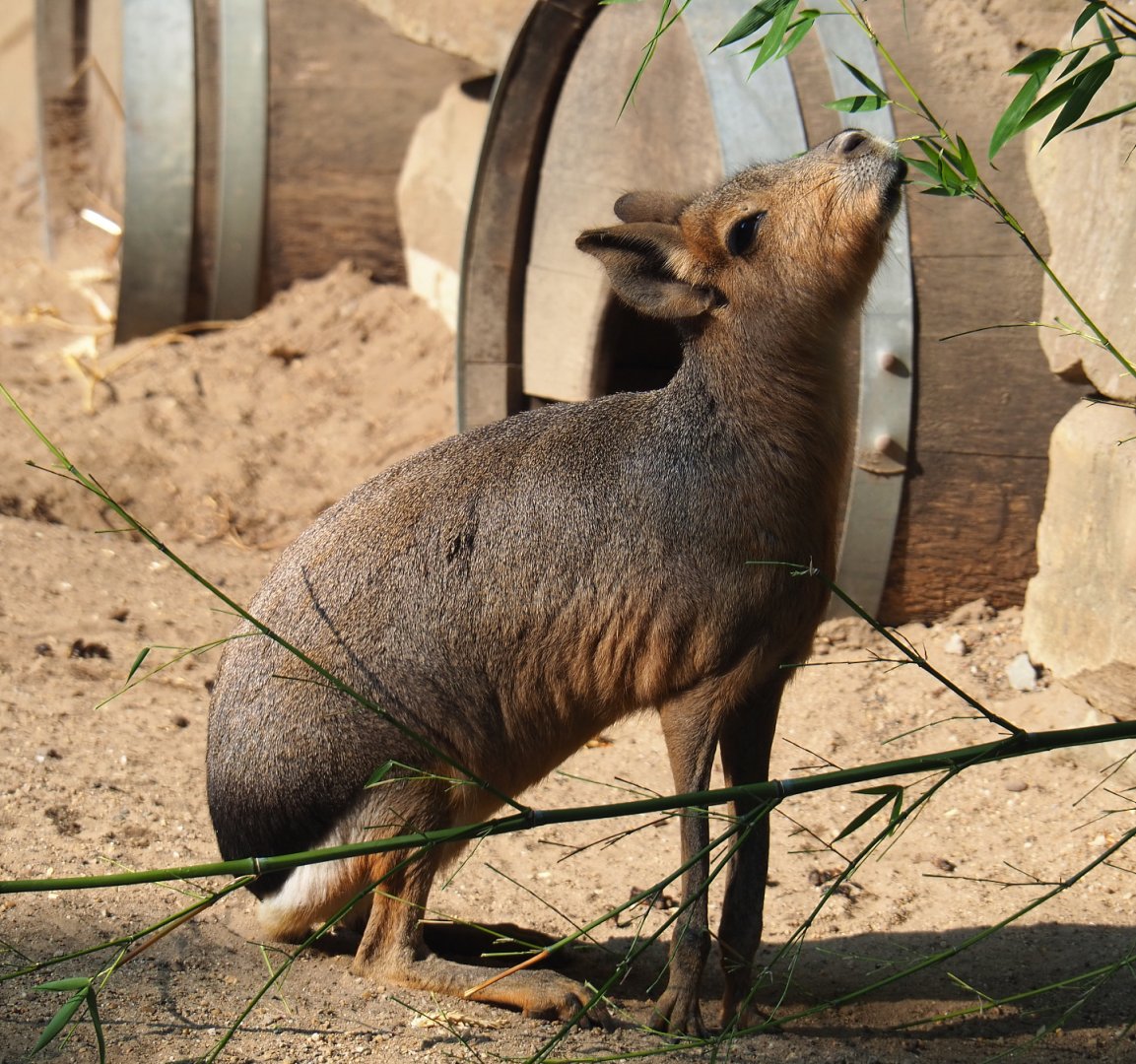 Patagonian mara (Dolichotis patagonum), 2020-09-16