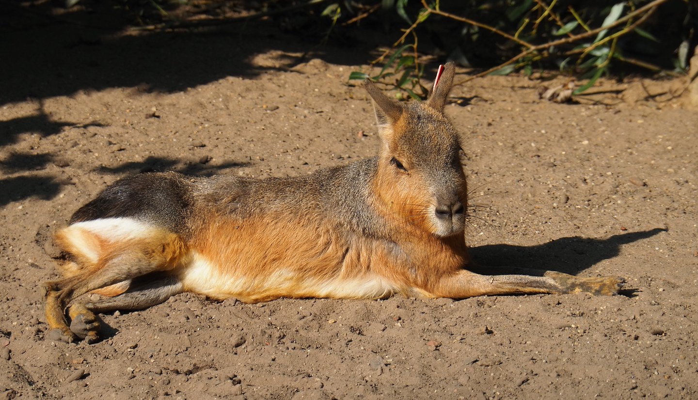Patagonian mara (Dolichotis patagonum), 2020-09-16