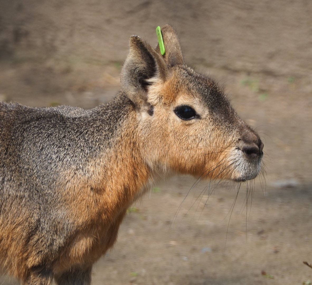 Patagonian mara (Dolichotis patagonum), 2021-04-20