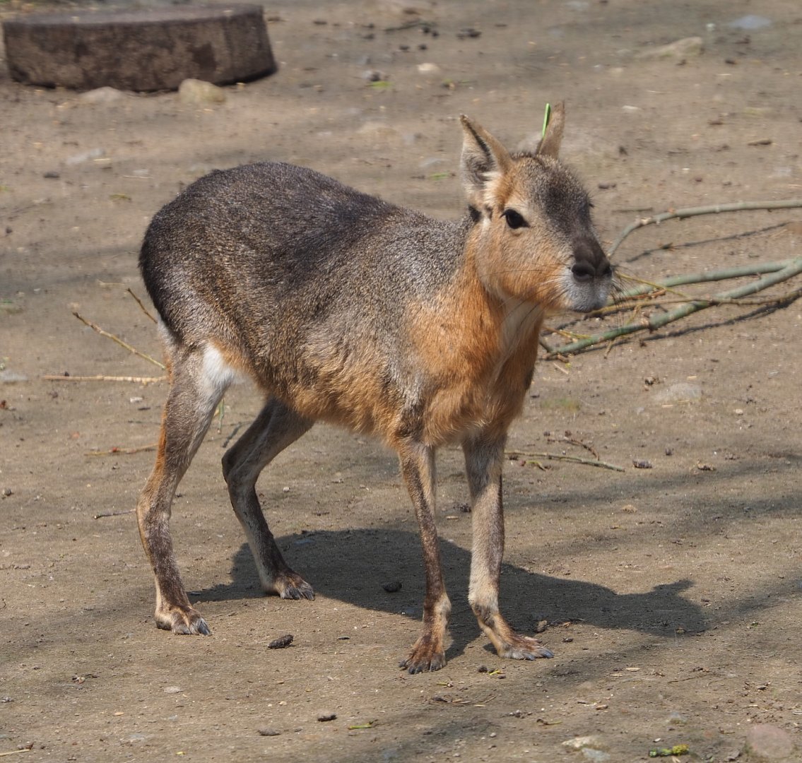 Patagonian mara (Dolichotis patagonum), 2021-04-20