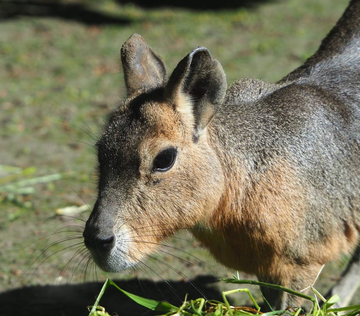 Patagonian mara (Dolichotis patagonum), 2021-06-01