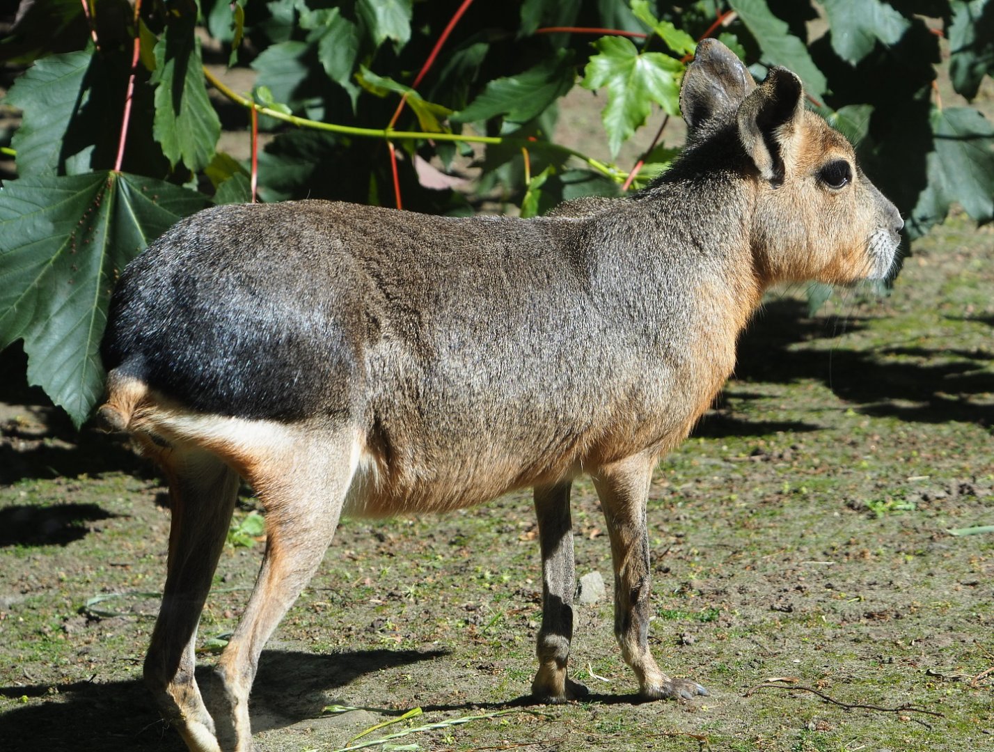 Patagonian mara (Dolichotis patagonum), 2021-06-01
