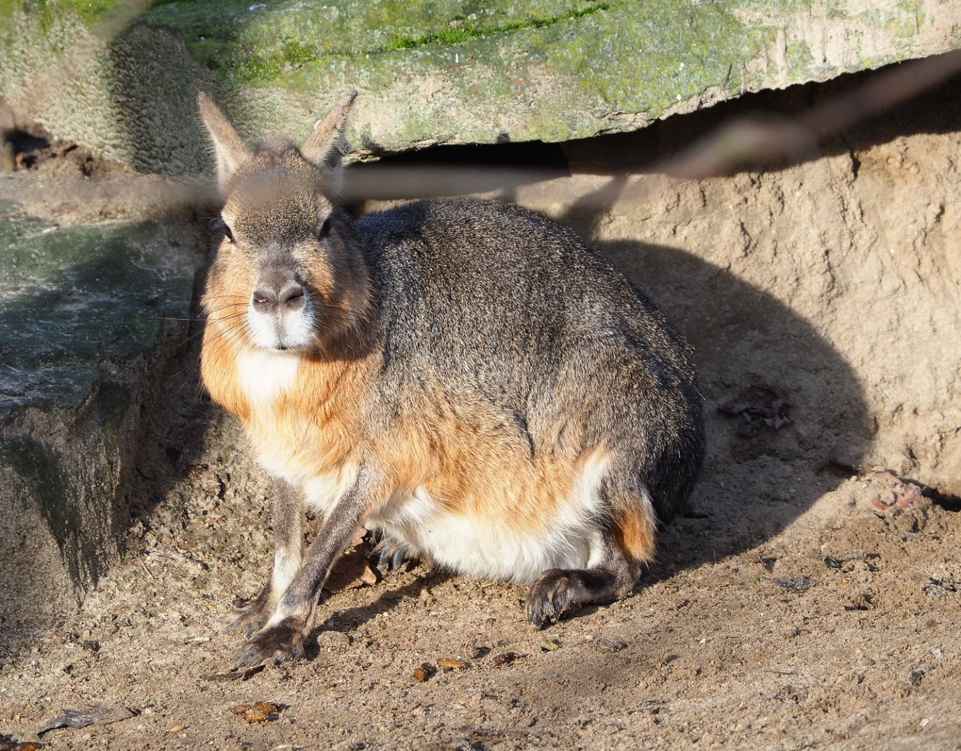 Patagonian mara (Dolichotis patagonum), 2021-12-22