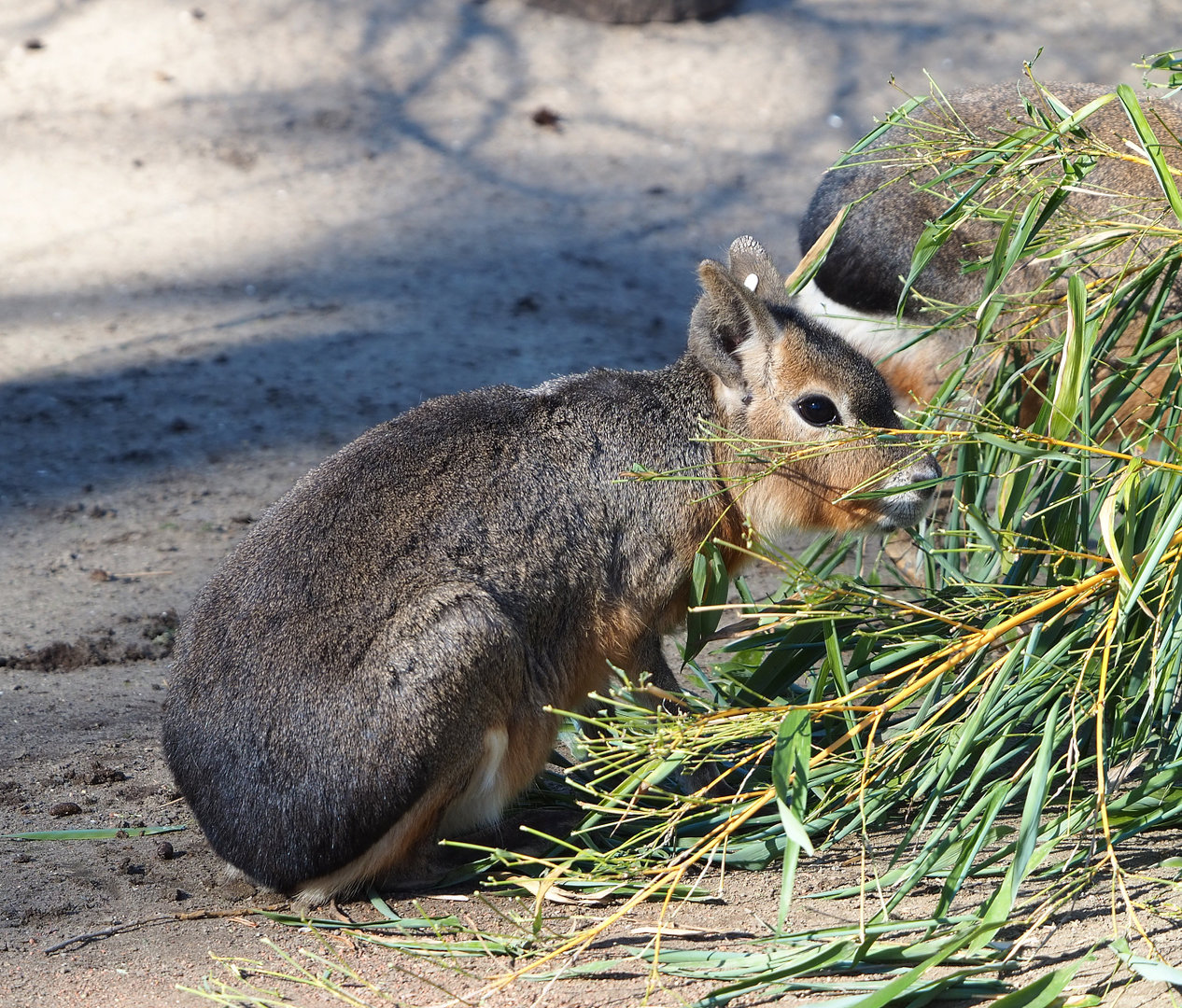 Patagonian mara (Dolichotis patagonum), 2022-03-08