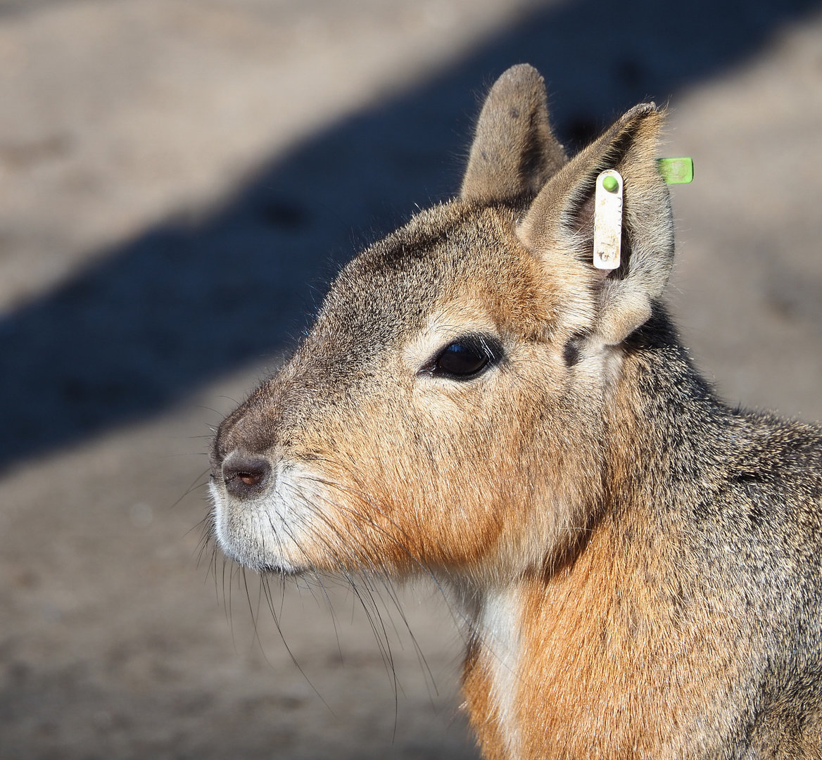 Patagonian mara (Dolichotis patagonum), 2022-03-08
