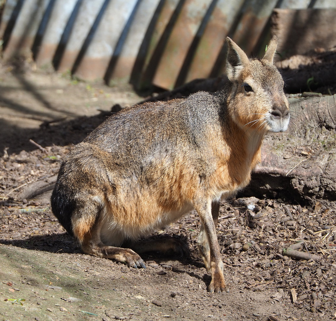 Patagonian mara (Dolichotis patagonum), 2022-04-12