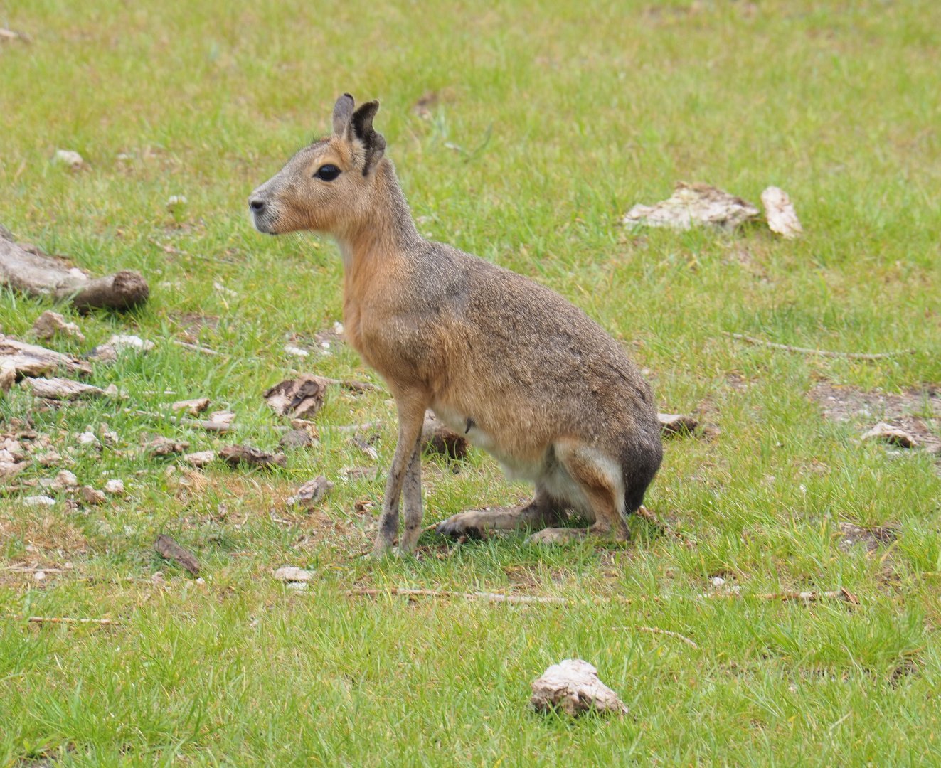 Patagonian mara (Dolichotis patagonum), 2022-05-17