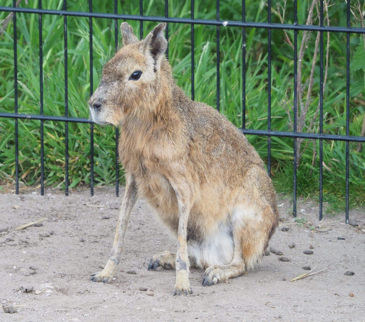 Patagonian mara (Dolichotis patagonum), 2022-05-17