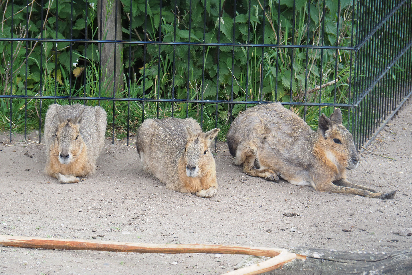 Patagonian mara (Dolichotis patagonum), 2022-05-17