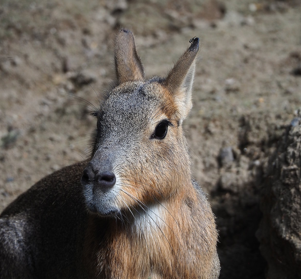Patagonian mara (Dolichotis patagonum), 2022-07-03