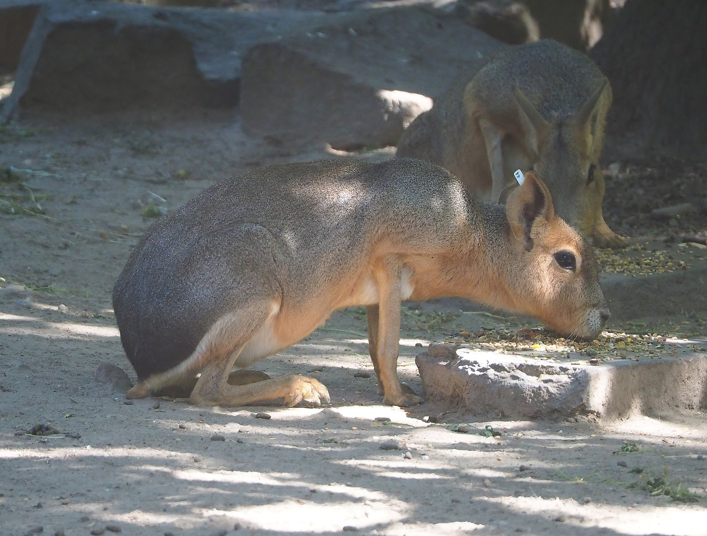 Patagonian mara (Dolichotis patagonum), 2022-07-16