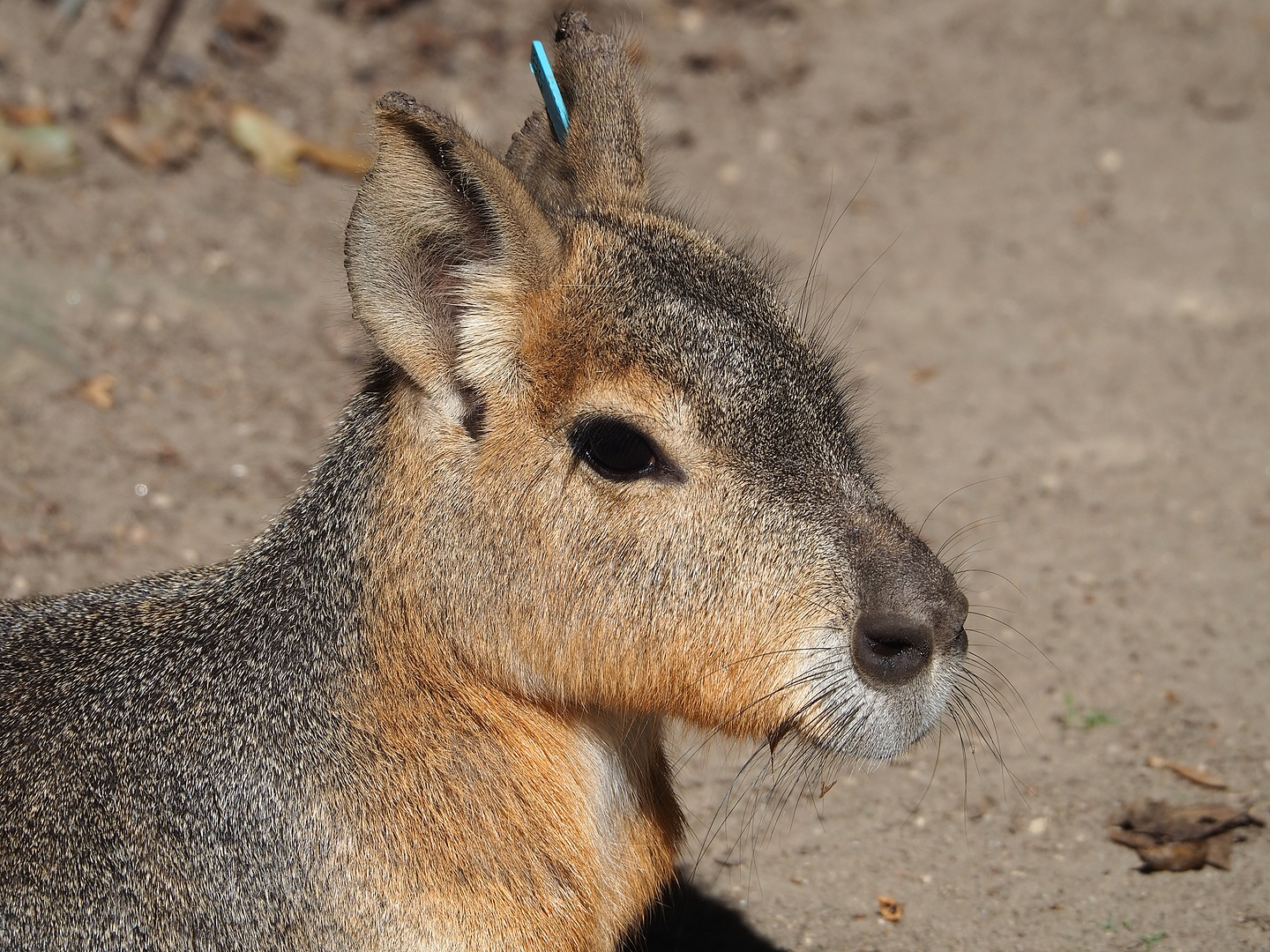 Patagonian mara (Dolichotis patagonum), 2022-08-07