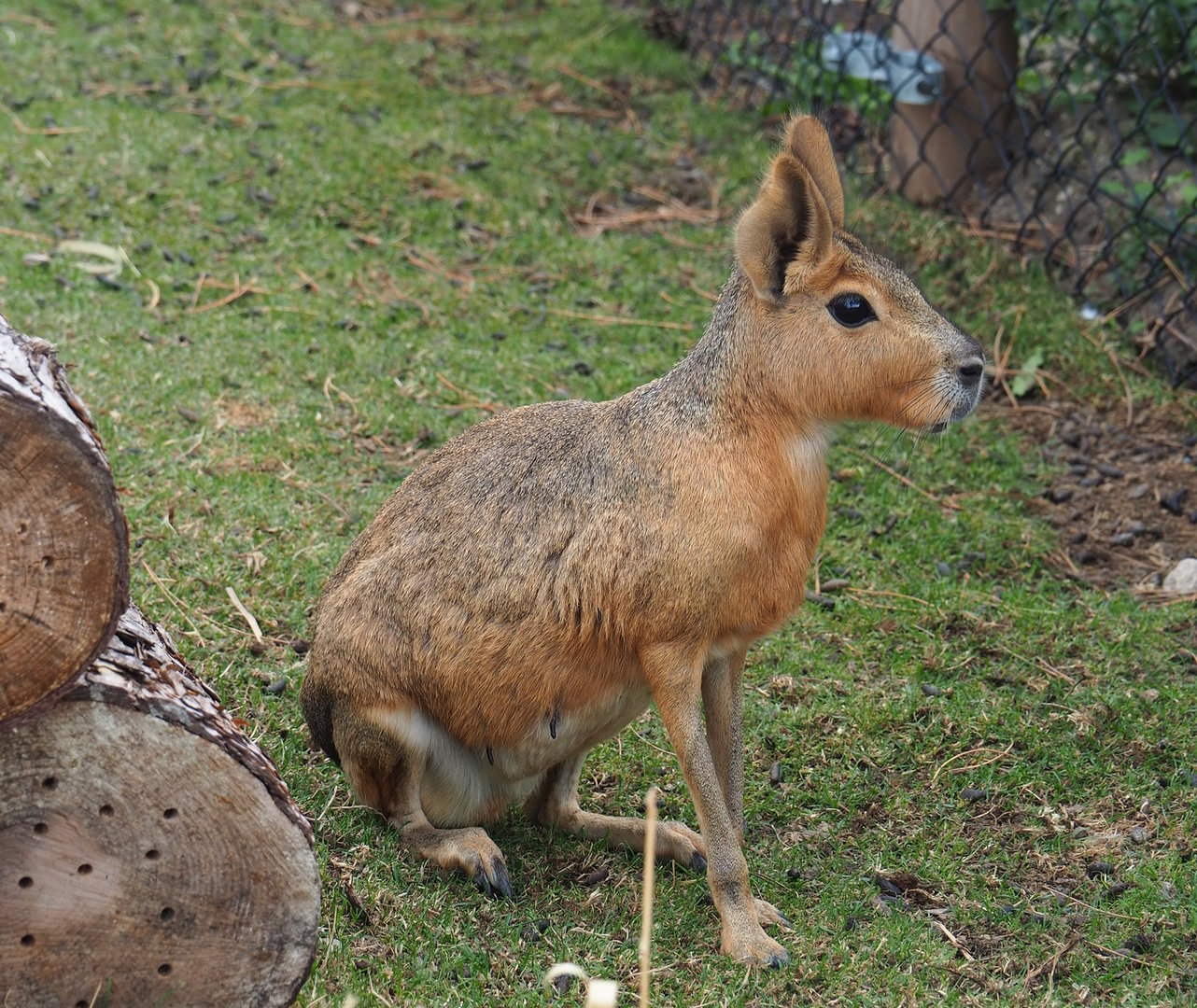 Patagonian mara (Dolichotis patagonum), 2022-08-28
