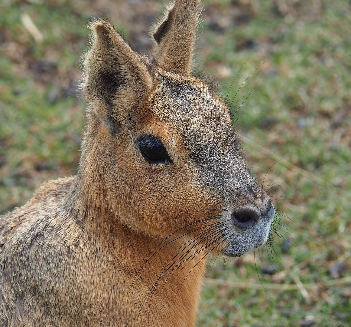 Patagonian mara (Dolichotis patagonum), 2022-08-28